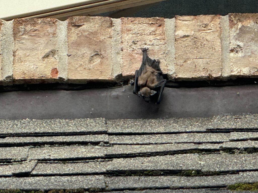 Wildlife Control Mason