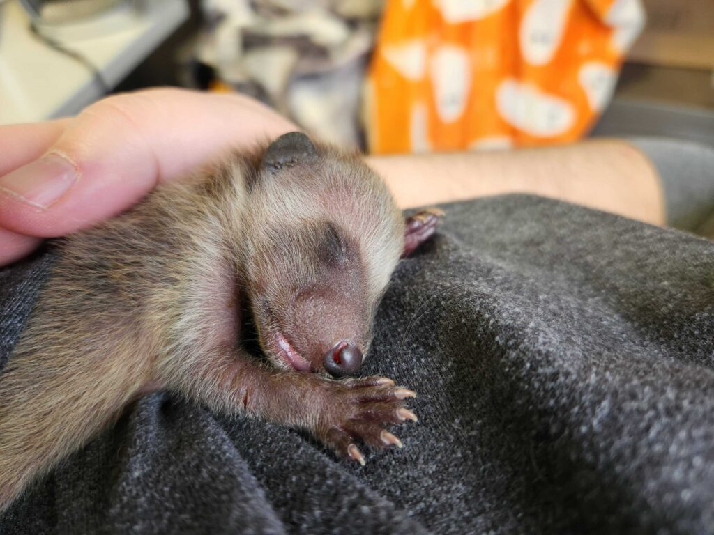 Wildlife Control Hopkins