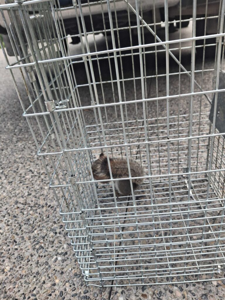 Wildlife Control Hopkins