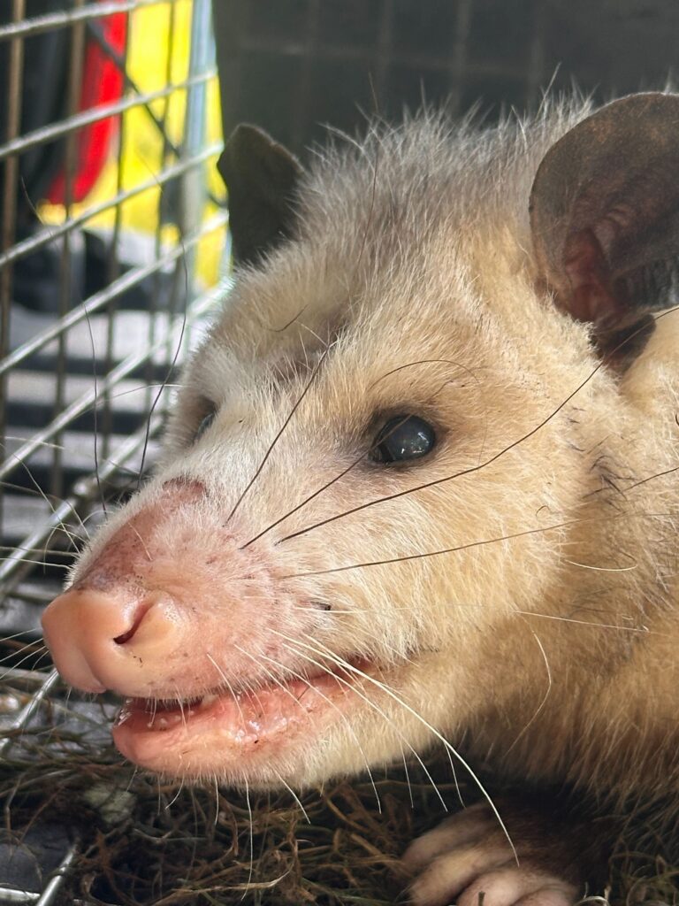 Wildlife Control Hopkins